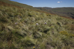 Berkheya purpurea