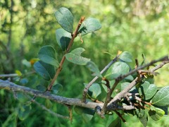 Combretum hereroense