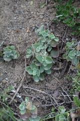 Crassula cordata