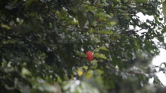 Passiflora coccinea