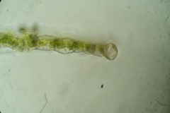 Rhizomnium pseudopunctatum