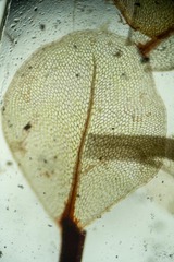 Rhizomnium pseudopunctatum