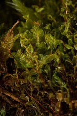 Rhizomnium pseudopunctatum