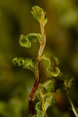 Rhizomnium pseudopunctatum