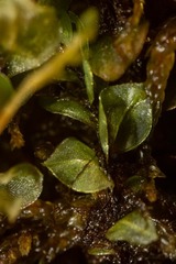 Rhizomnium pseudopunctatum