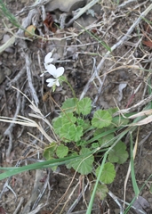 Pelargonium worcesterae