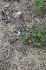 Pelargonium worcesterae