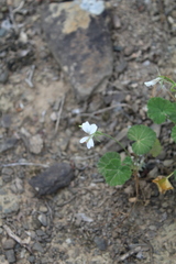 Pelargonium worcesterae