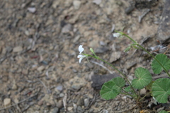 Pelargonium worcesterae