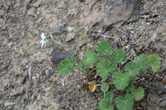 Pelargonium worcesterae
