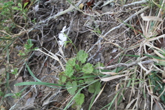Pelargonium worcesterae