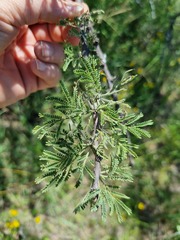 Vachellia luederitzii