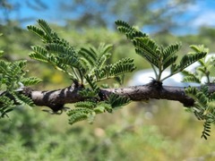 Vachellia luederitzii