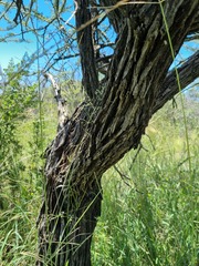 Vachellia luederitzii
