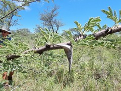 Vachellia luederitzii