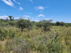Vachellia luederitzii