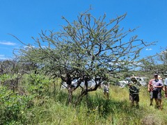 Vachellia luederitzii