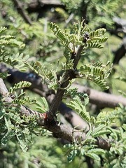 Vachellia luederitzii