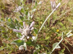 Ptilotus sessilifolius