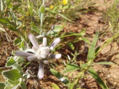Ptilotus sessilifolius