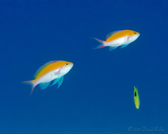 Nemanthias bicolor