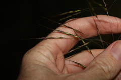 Chrysopogon sylvaticus