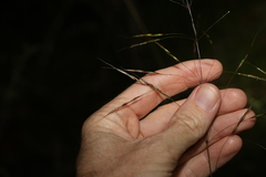 Chrysopogon sylvaticus
