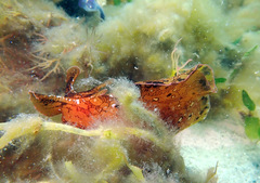 Aplysia extraordinaria