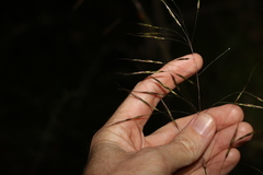 Chrysopogon sylvaticus