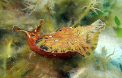 Aplysia extraordinaria