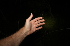 Chrysopogon sylvaticus