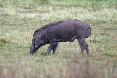 Sus scrofa affinis