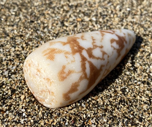 Conus striatus oahuensis observed 2022-02-15