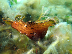 Aplysia extraordinaria