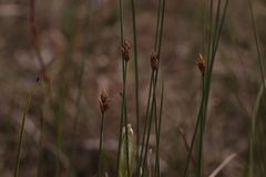 Carex chordorrhiza