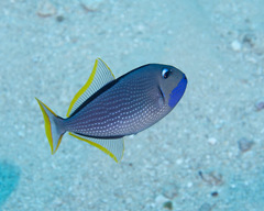 Xanthichthys auromarginatus
