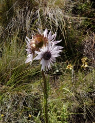 Berkheya purpurea