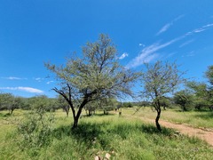 Vachellia luederitzii
