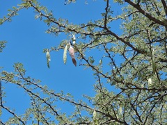 Vachellia luederitzii