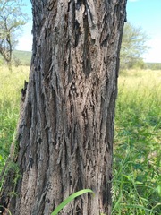 Vachellia luederitzii