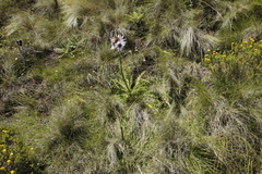 Berkheya purpurea