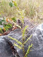 Phyllanthus nummulariifolius