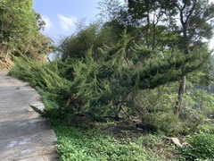 Juniperus chinensis sargentii