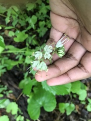 Hydrophyllum virginianum
