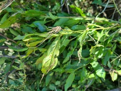 Combretum erythrophyllum