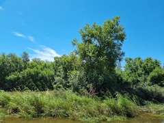 Combretum erythrophyllum