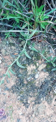 Curio radicans