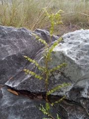 Phyllanthus nummulariifolius