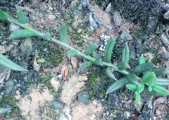 Curio radicans