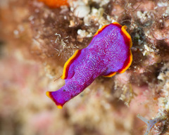 Pseudoceros ferrugineus